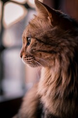 Domestic cat near a window