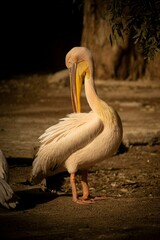 Vertical shot of a pelican standing facing itself in a sunny park