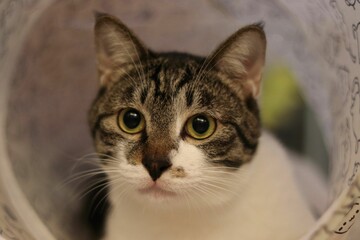 Close-up shot of a grey and white tabby cat with curious eyes gazing inquisitively