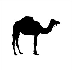 Dromedary camel silhouette isolated on white background. Camel icon vector illustration design.
