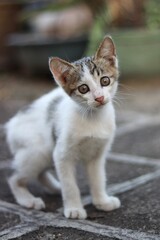 White and gray kitten sits on a patio, gazing intently with its bright brown eyes