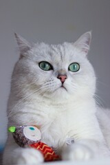 Adorable British shorthair cat with vibrant green eyes