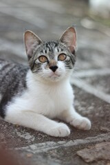 Cute gray striped tabby kitten lying peacefully on a dark asphalt surface, looking up