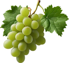A bunch of green grapes with a green leaf attached.