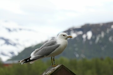 Common gull perched atop a wooden birdhouse, looking out over the landscape. Larus canus.