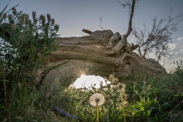 Closeup of dandelions and grass in a field with a bent tree in the background