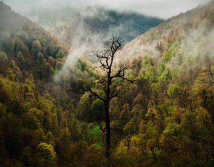 Isolated single tree stands in the foreground of the autumnal landscape