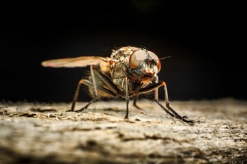 Macro shot of a fly on a wooden surface.