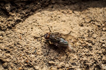 Closeup of a flesh fly on a brown rough surface.