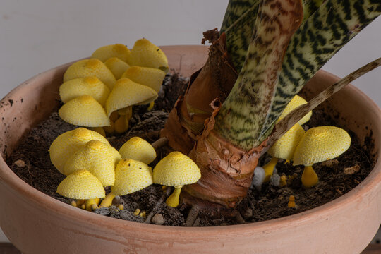 Leucocoprinus birnbaumii in a potted indoor plant