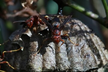 Pair of asian giant hornets resting on a grey plant in a forest setting