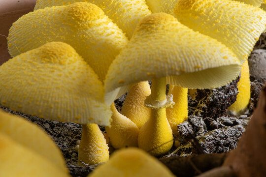 Leucocoprinus birnbaumii in a potted indoor plant