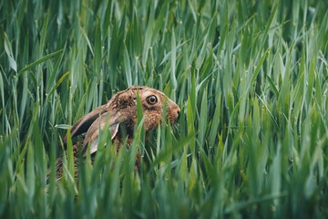 Beautiful shot of a brown hare with bright eyes hiding in a lush green field