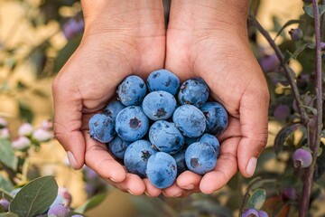Closeup shot of farmer's hands holding some juicy fresh blueberries