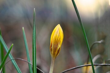 Closeup shot of a small yellow flower in bloom in the garden