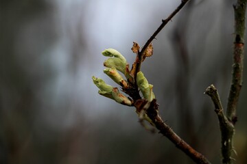 the buds of a tree are starting to open out with the branches