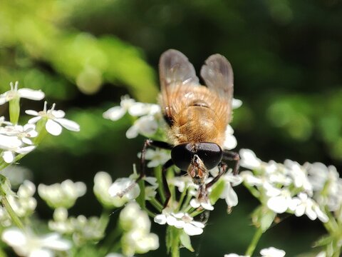 Macro of a bee hovering over white flowers in the garden - Powered by Adobe
