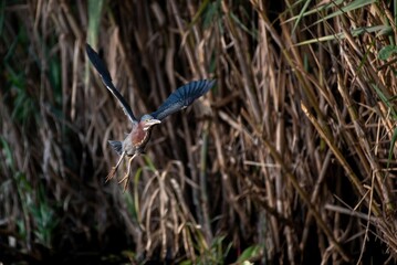 Green heron soaring in the sky above a vibrant and lush green landscape