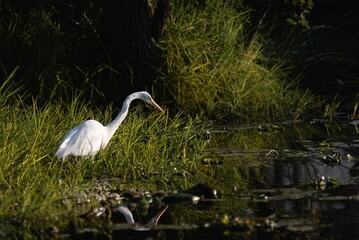 Eastern great egret bird foraging for food along the banks of a tranquil stream