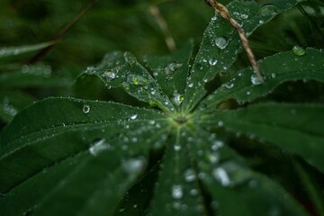 Close-up shot of lupin leaf with rain droplets forming on it, taken during a rain shower