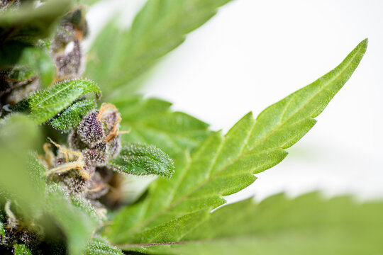 VISTA DE CERCA DE UNAS FLORES Y HOJAS DE MARIHUANA (Cannabis Sativa)