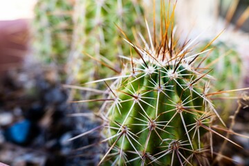 Closeup of a cactus plant on a mound of dry, earthy soil