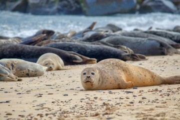 Fototapeta premium Group of seals basking in the sun on a sandy beach, overlooking the blue ocean in the background
