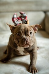 Vertical closeup shot of an adorable brown French Bulldog with a Christmas accessory