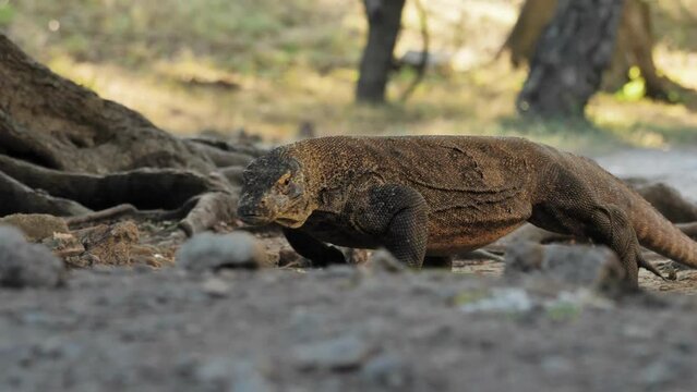 Close-up view of a Komodo dragon walking on the ground and trying to eat its victim