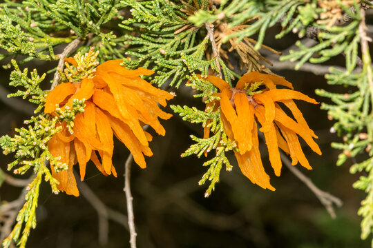 Cedar Apple Rust - Gymnosporangium juniperi-virginianae