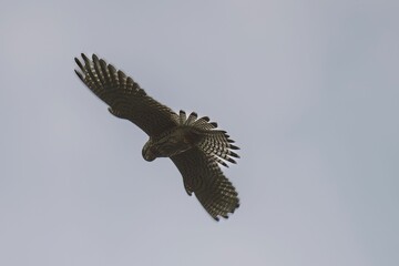 A falcon bird soars through the majestic gloomy sky
