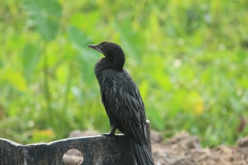 Black little cormorant bird perched atop a metal outdoor bench