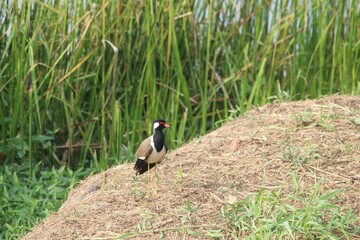 Red-Wattled Lapwing perched on a branch at Bellanwila Park in Sri Lanka