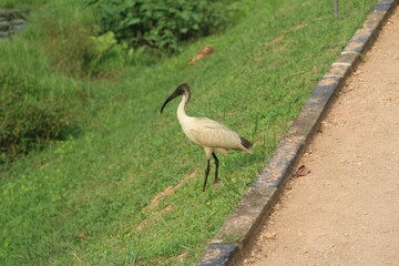 Black-Headed Ibis at Bellanwila Park, Sri Lanka