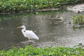 Great Egret stands majestically in the lush surroundings of Bellanwila Park in Sri Lanka