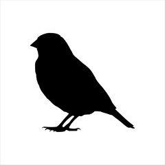 Zebra finch silhouette isolated on white background. Finch icon vector illustration design.