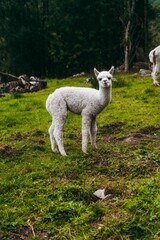 White adorable baby alpaca standing in a lush green field