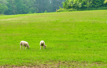 Fototapeta premium Two sheep grazing in a grassy field