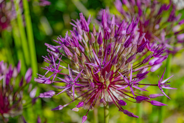 thistle flower