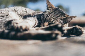 Tabby cat enjoying a peaceful nap