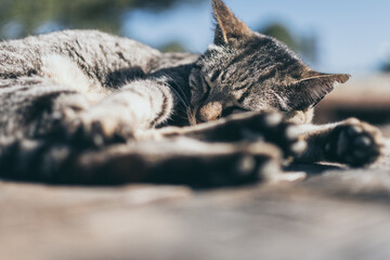 Tabby cat enjoying a peaceful nap