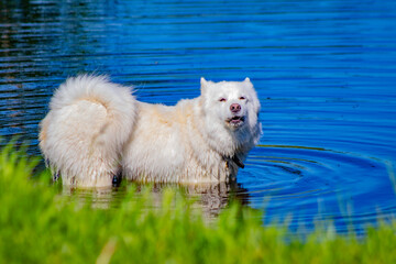 white dog in the water