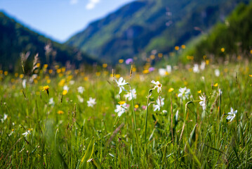 daffodil flowers in a meadow in the austrian national park kalkalpen