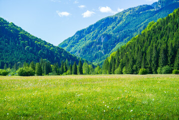  meadow at jaidhausalm in the upper austrian national park kalkalpen