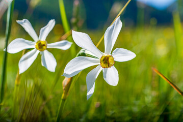 daffodil (Narcissus poeticus subsp. radiiflorus) on a meadow in the austrian national park...