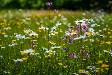  meadow in the upper austrian national park kalkalpen