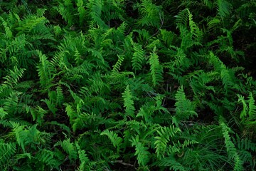 Lush, green landscape of ferns