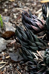 Vertical closeup of Haworthiopsis reinwardtii.