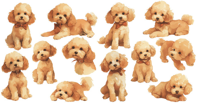 Poodle watercolor illustration clipart.