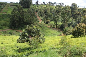 Idyllic landscape featuring lush green bushes, grass and a winding mountain road in the background